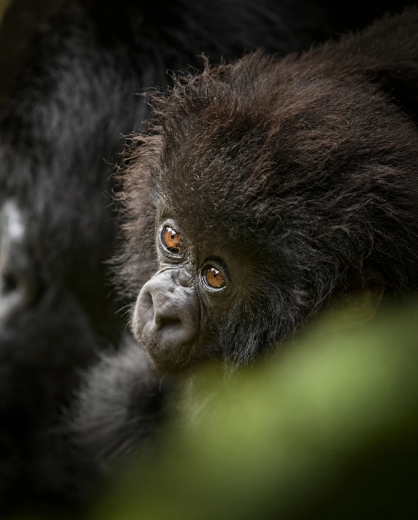 A young gorilla in the forest