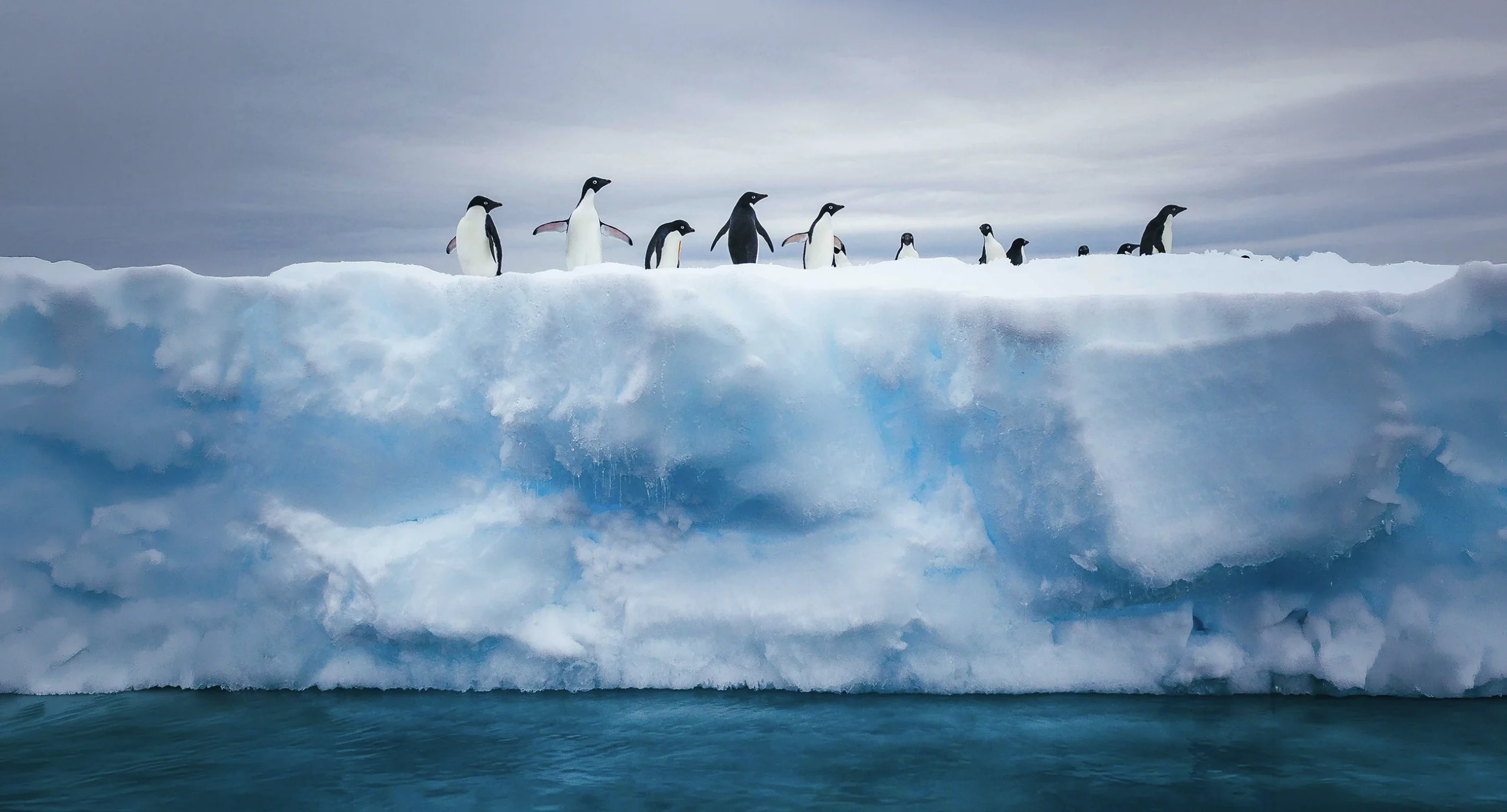 Penguins along the top of an Antarctic iceberg